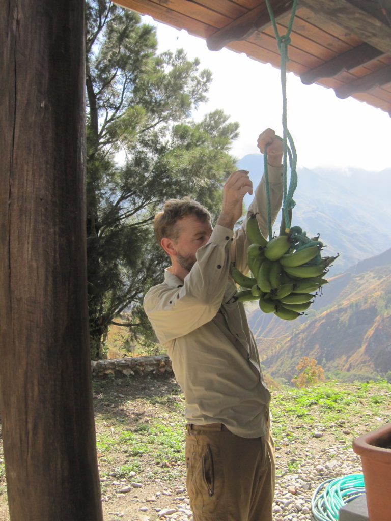 Andrew hanging freshly cut bananas for the homeowners before we leave.